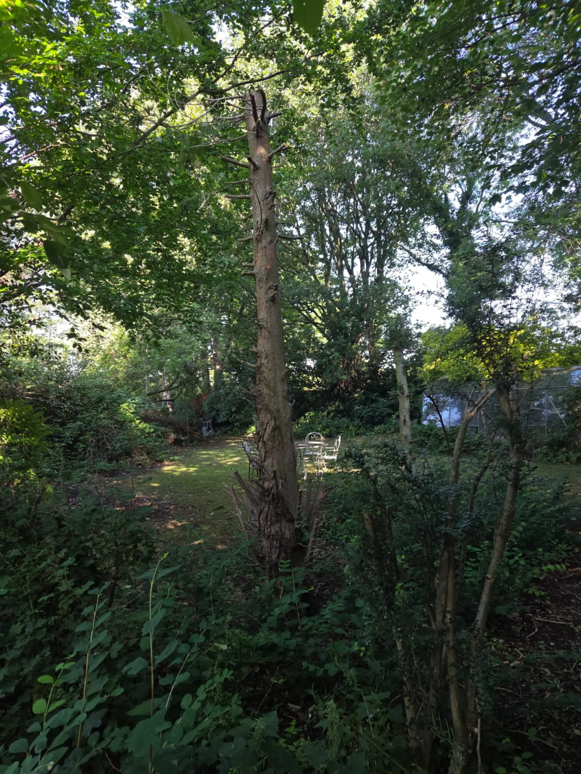 Tree Surgery Near Me