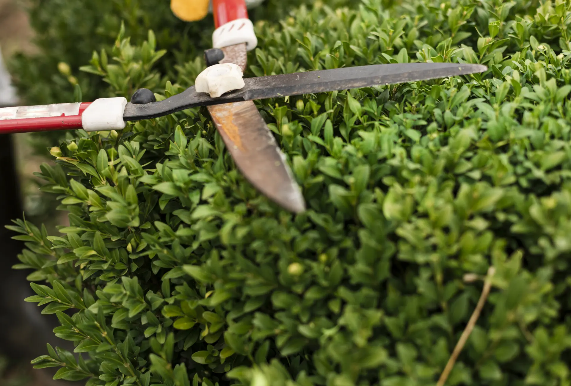 The Benefits of Regular Garden Clearance