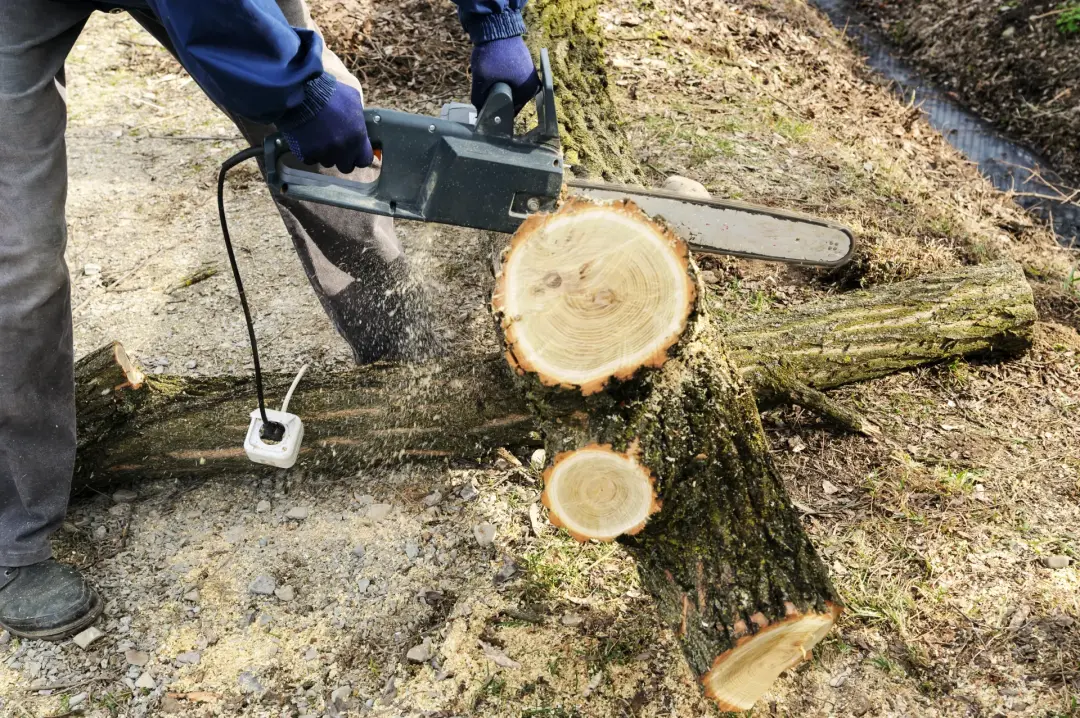 Pros of Tree Removal