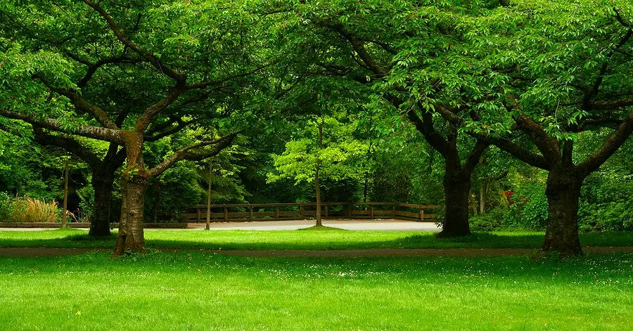 When To Call professional tree assistance